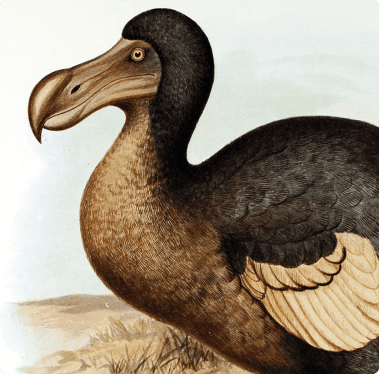 dodo-facts-critterfacts