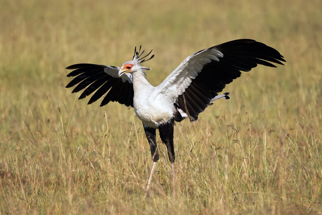 Secretary Bird Facts | CRITTERFACTS