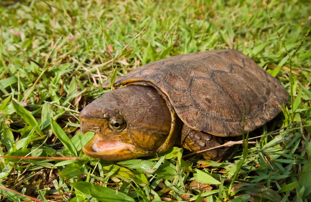 Big-Headed Turtle Facts - CRITTERFACTS