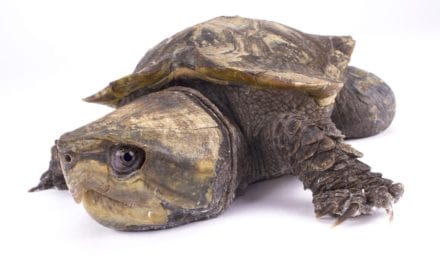 Big-Headed Turtle