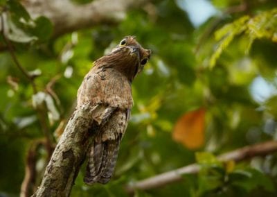 Bizarre Nyctibius griseus Common Potoo