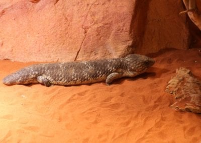 Bobtail skink