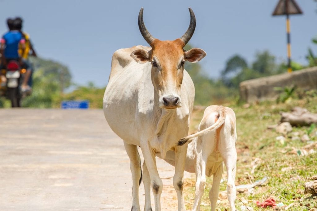 zebu-facts-critterfacts