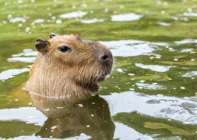 Capybara (Hydrochoerus hydrochaeris) head out of water