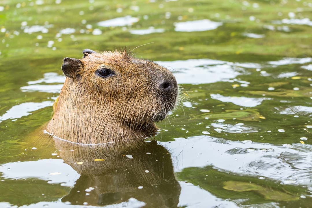 Фото капибары в воде