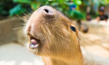 Capybara