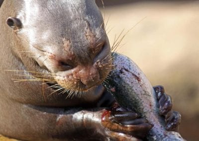 Close up of a Giant Otter (Pteronura brasiliensis) eating a Fish