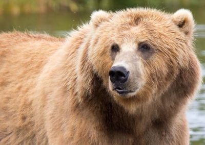 Close up of kodiak bear