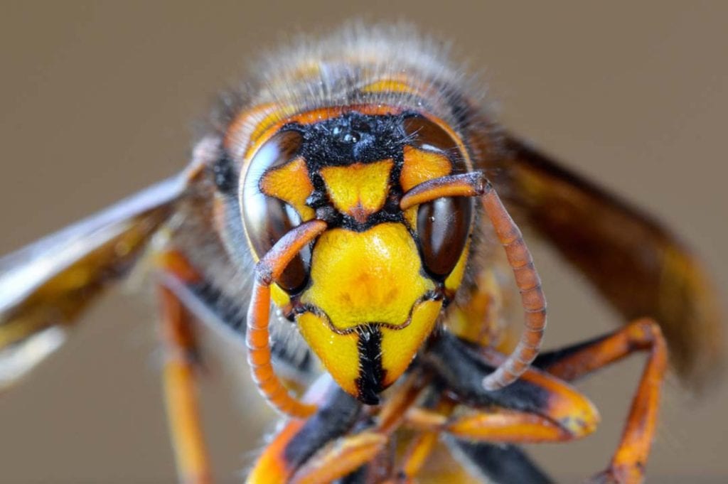 ASIAN GIANT HORNET FACTS - CRITTERFACTS