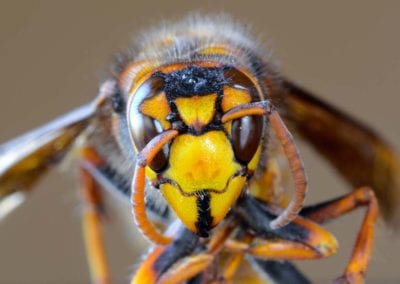 Closeup macro of Japanese giant hornet face