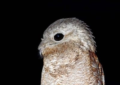 Common Potoo, Nyctibius griseus, nocturnal tropical bird
