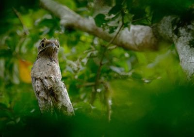 Common Potoo, Nyctibius griseus, on a perch