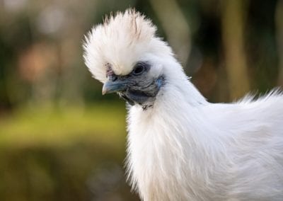 Cute Silkie hen