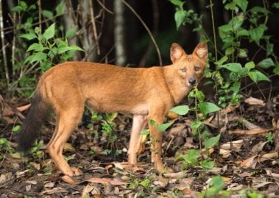 Dhole, Asiatic Wild Dog, Indian Wild Dog,(Cuon alpinus)