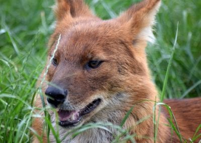 Dhole Head Close-up in Grass