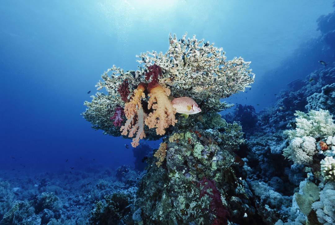 Egypt, Red Sea, Sharm El Sheikh, U.W.