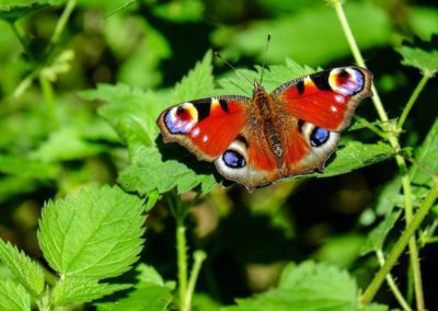 European peacock (Aglais io) butterfly on leaves