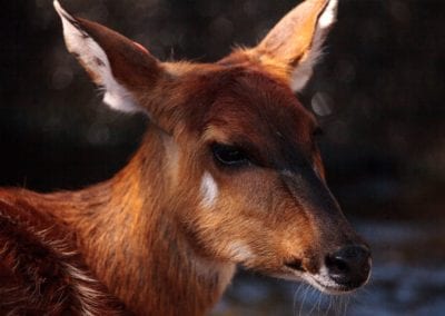 Female East African Sitatunga called Tragelaphus spekii spekii