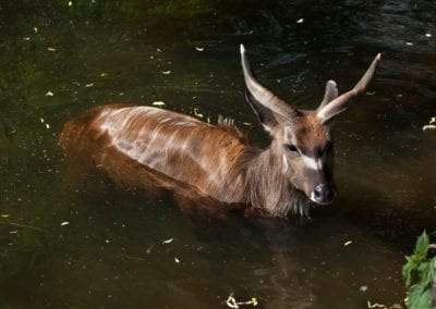 Forest sitatunga (Tragelaphus spekii gratus)