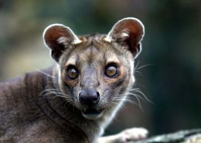Fossa Cryptoprocta ferox