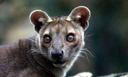 FOSSA