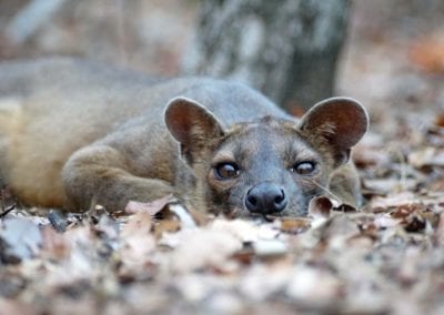 Fossa (Cryptoprocta ferox) lying in the leaves