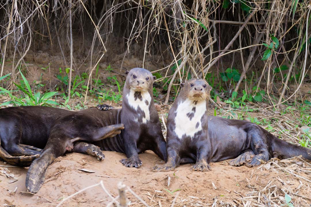 Giant River Otter Facts Critterfacts