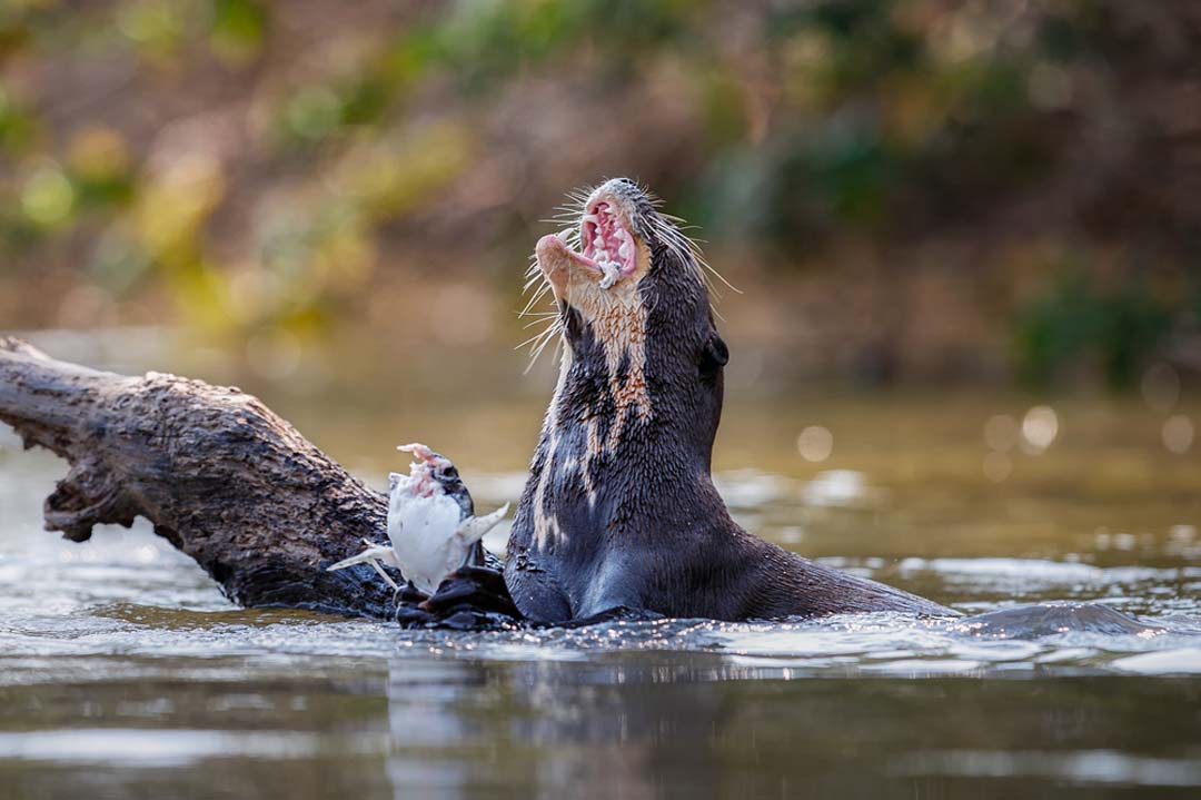Giant River Otter Facts Critterfacts