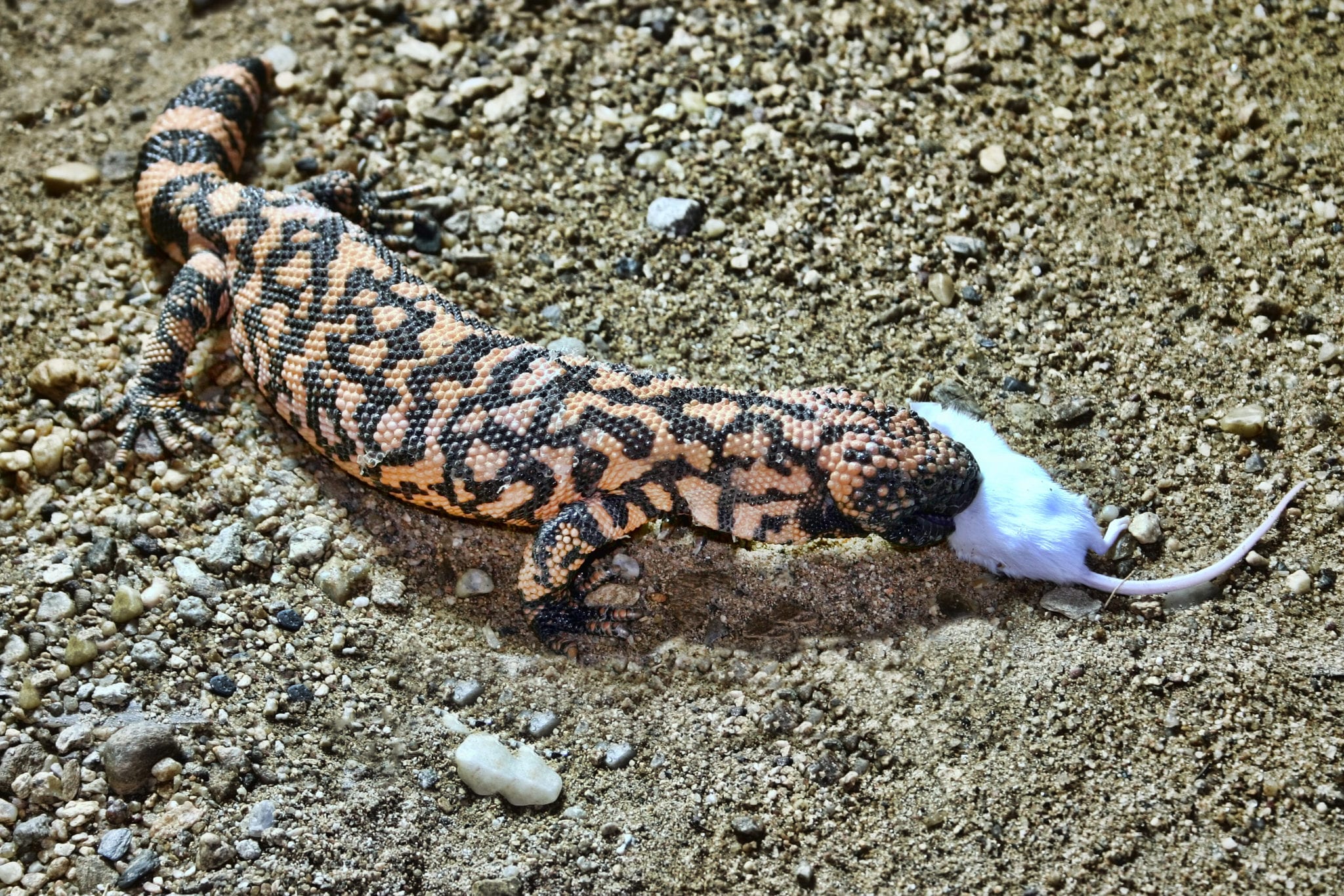 Gila Monster Facts | CRITTERFACTS