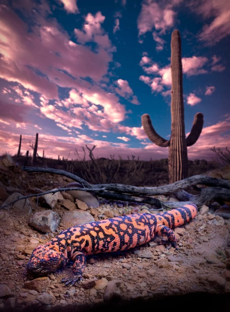 Gila Monster Facts - CRITTERFACTS