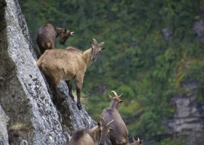Group of Himalayan tahr (Mountain Goats) are standing edge of the rock
