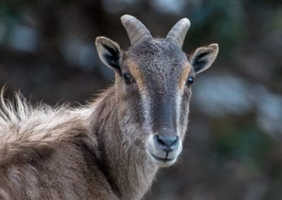 Himalayan Tahr Uttarakhand