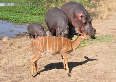 Hippo family eating while a sitatunga is passing by