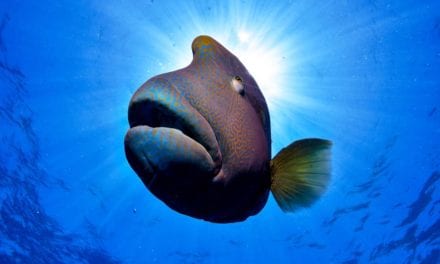HUMPHEAD WRASSE