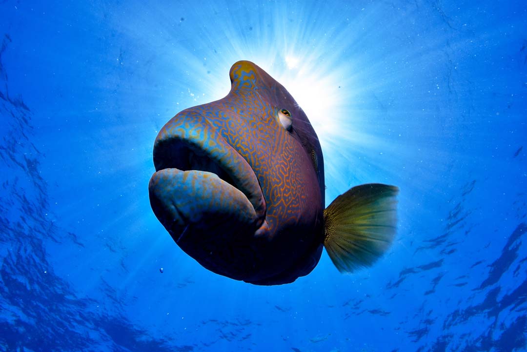 HUMPHEAD WRASSE FACTS - CRITTERFACTS