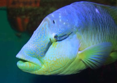 Humphead wrasse (Cheilinus undulatus) close up