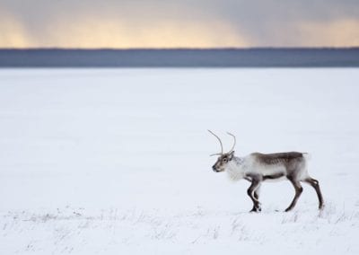 Icelandic reindeer near the Glacier Lagoon in south east Iceland