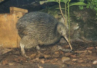 Kiwi eating
