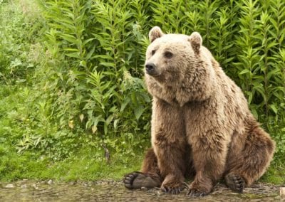 Kodiak Bear (Ursus arctos middendorffi)