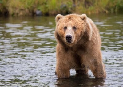Kodiak bear in pond