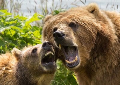 Kodiak bear with younger bear