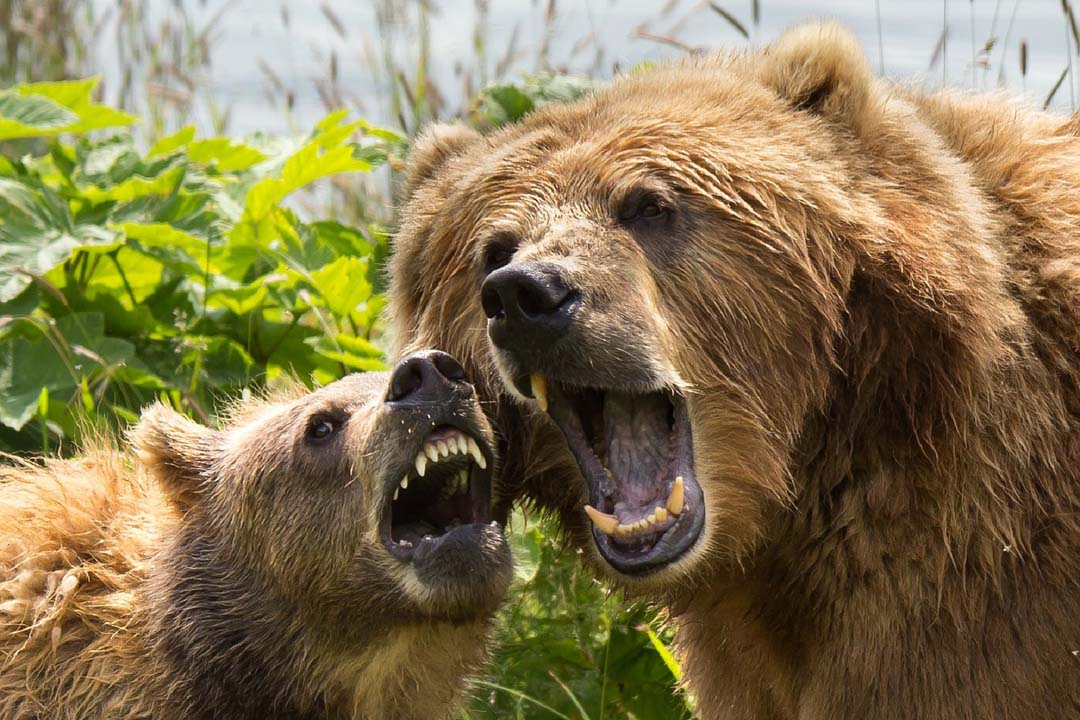 KODIAK BEAR FACTS CRITTERFACTS