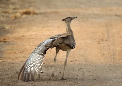 Kori Bustard in Kruger National Park doing wing stretch