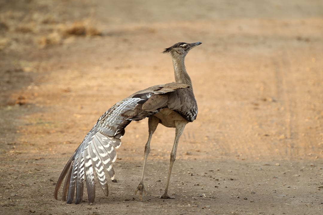 Kori Bustard Facts Critterfacts