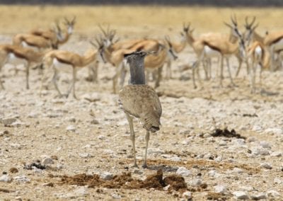 Kori bustard Ardeotis kori with antelopes