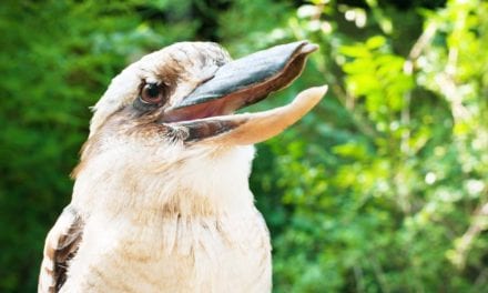 Laughing Kookaburra