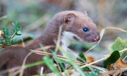 Least Weasel
