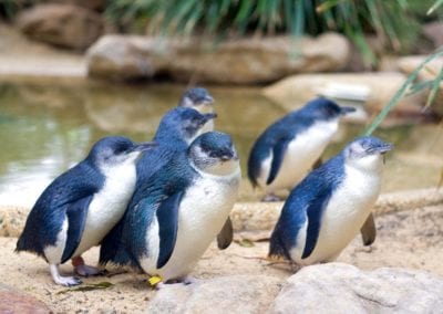 Little Penguins in Featherdale Wildlife Park in Australia