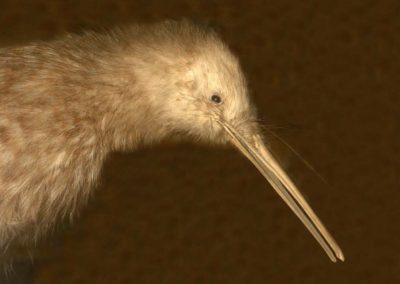 Little Spotted kiwi, Apteryx oweni, New Zealand