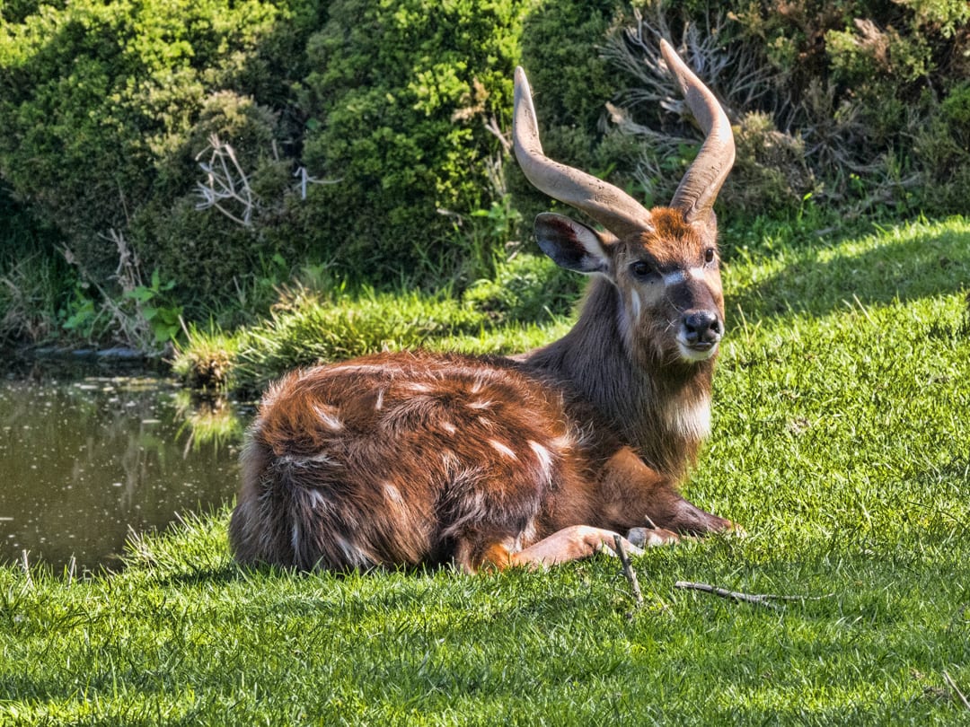 Sitatunga Facts - CRITTERFACTS